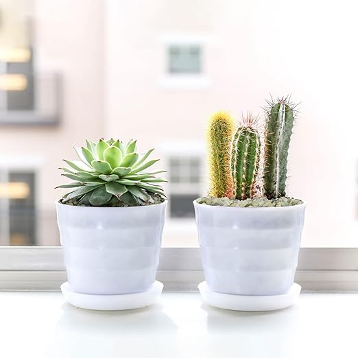 2.5LB Succulent and Cactus Pebbles, 1/5 Inch Jade Pebbles for Indoor Plants, Decorative Gravel for Vases, Bamboo, Succulent, Terrarium, Crafts, Cactus